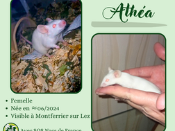 Athéa