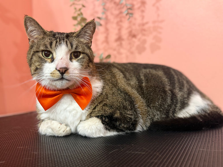 Cat Groomer