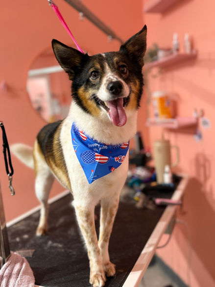 Dog Groomer Fort Gratiot