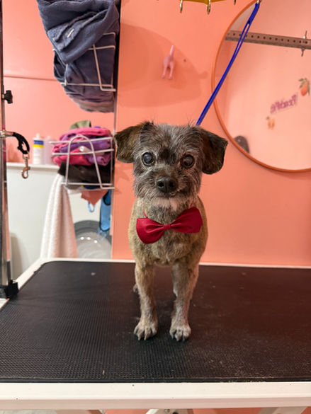Dog Groomer Near Me