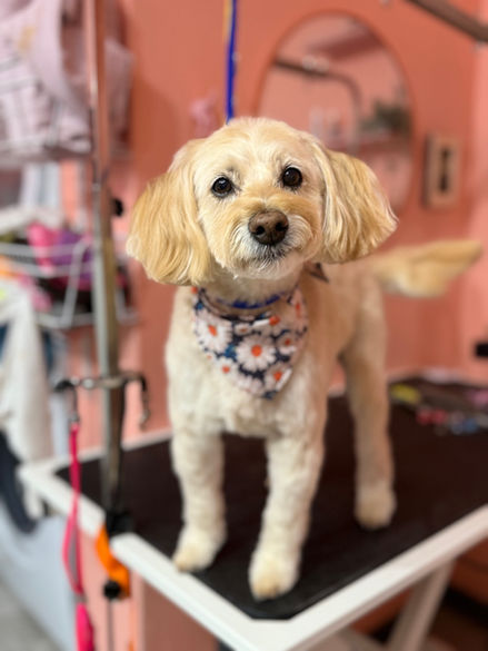 Dog Grooming
