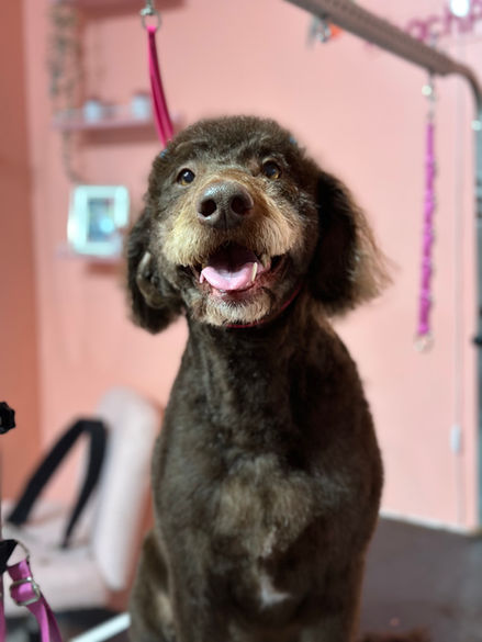 Dog Groomer