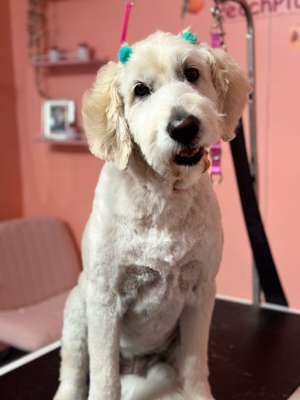 Groomed Dog