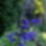 Black & Blue Salvia