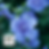 Blue Chiffon Rose of Sharon