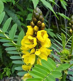 Popcorn Plant