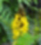 Popcorn Plant