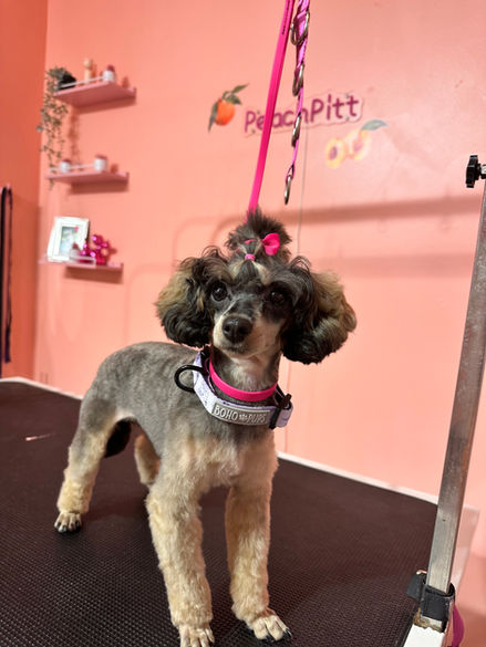 Dog Groomer
