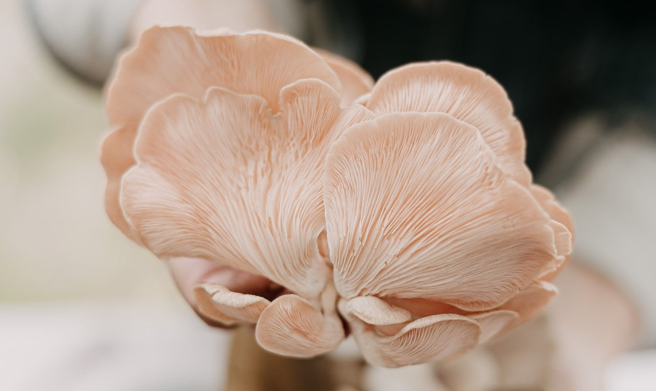 Ohau Gourmet Mushrooms