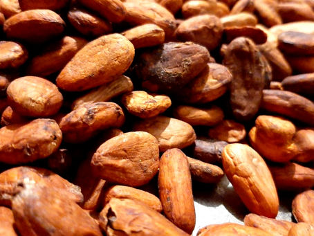 Cacao: "El fruto de los Dioses".