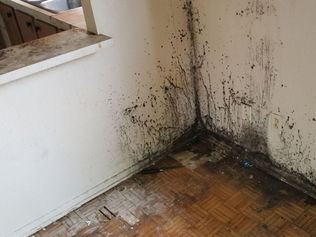 Buđ u stanovima: zašto se pojavljuje i kako je trajno sprečiti