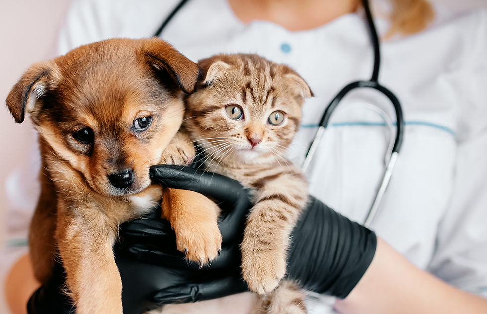 犬と猫