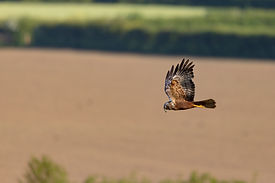 Marsh Harrier