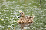 Mallard in rain.jpg