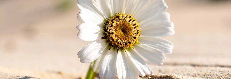 Resilience Workshops (1920 x 1080 px) (5).png