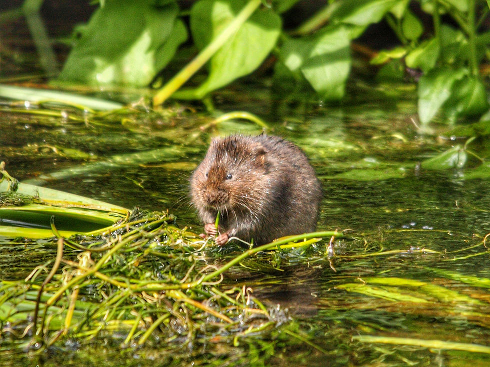 Water Voles, a Norfolk survey.