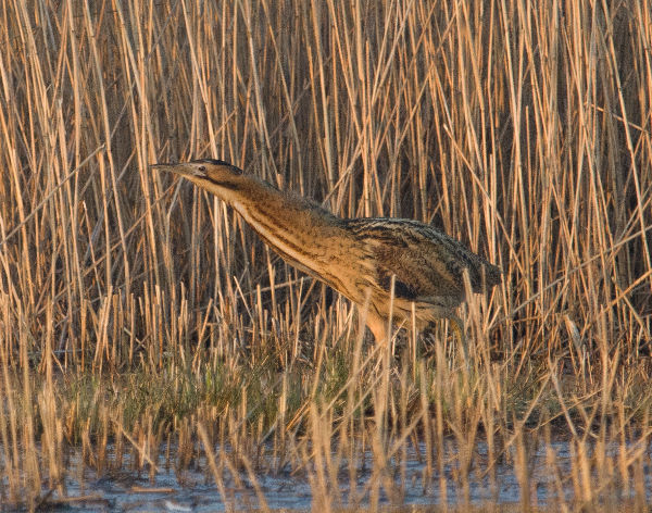 Bitterns (Botaurus stellaris) Credit: Jon Kelf