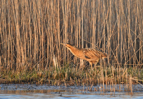 Bitterns (Botaurus stellaris) have already been heard booming this spring in Barton. Credit: Jon Kelf