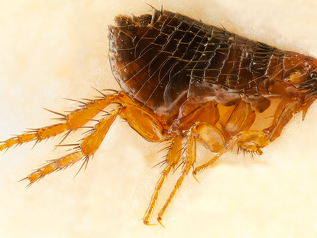 Are some Flea treatments having a devastating effect on aquatic wildlife?