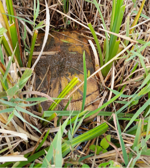 Evidence of water Voles feeding. credit: Jonathan Ridley