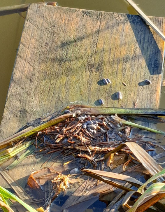 The tic tac shape droppings of a water vole. Credit: Jonathan Ridley