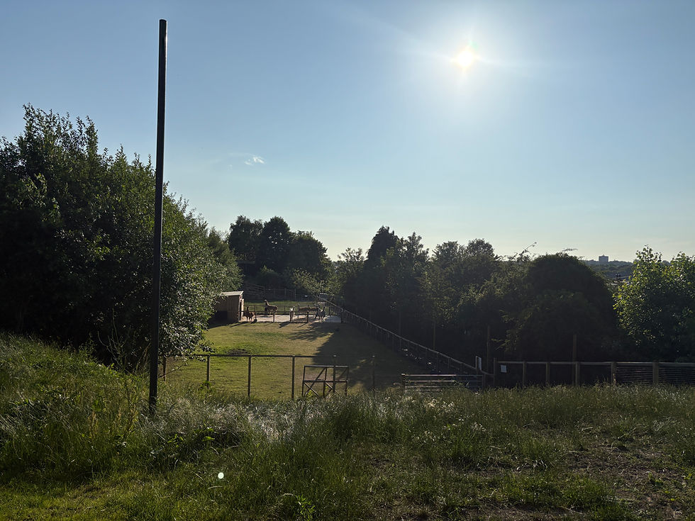 The view of the alpacas - can you believe this is inner city Leeds?!