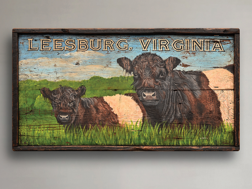 Thumbnail: Belted Galloway Cattle - Leesburg, Virginia