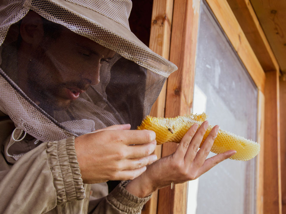 פינוי דבורים מדירה ומציאת המלכה