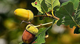 Acorn.jpeg
