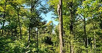 Ecological Forestry.jpeg