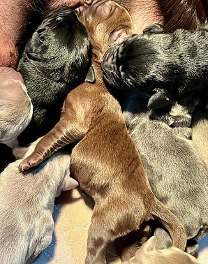 Labrador retriever puppies