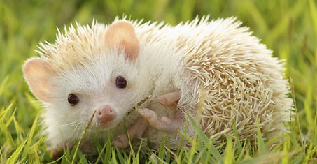 Otsego Hedgehogs Rated Best Hedgehog Breeder in MN