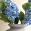 Thumbnail: Hydrangea Two Head - Blue