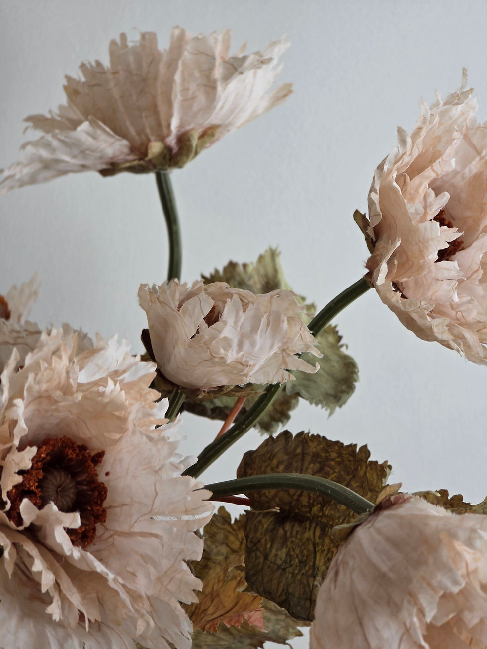 Thumbnail: Preserved Feel Poppy - Parchment