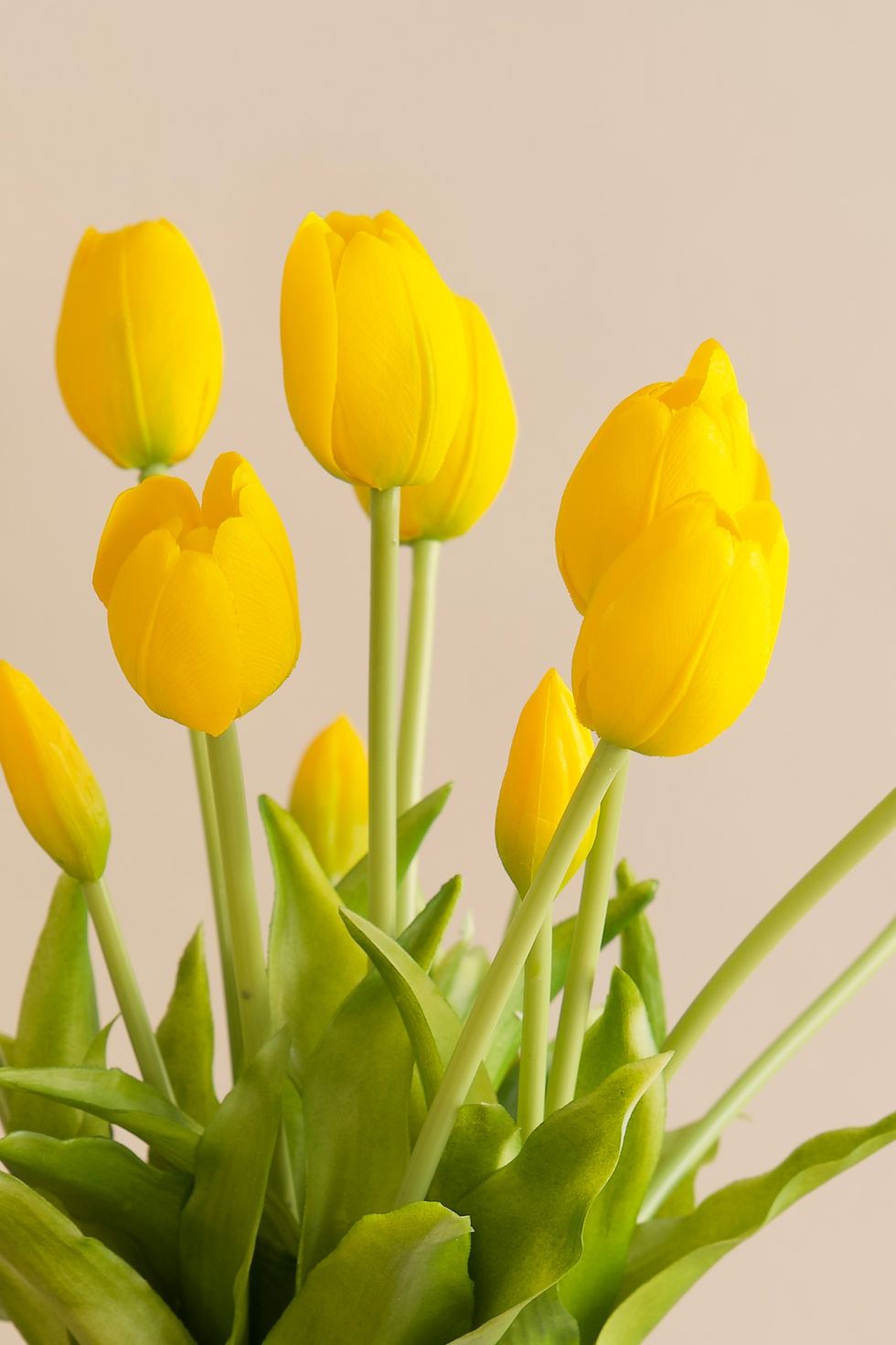 Thumbnail: Tulips in Yellow