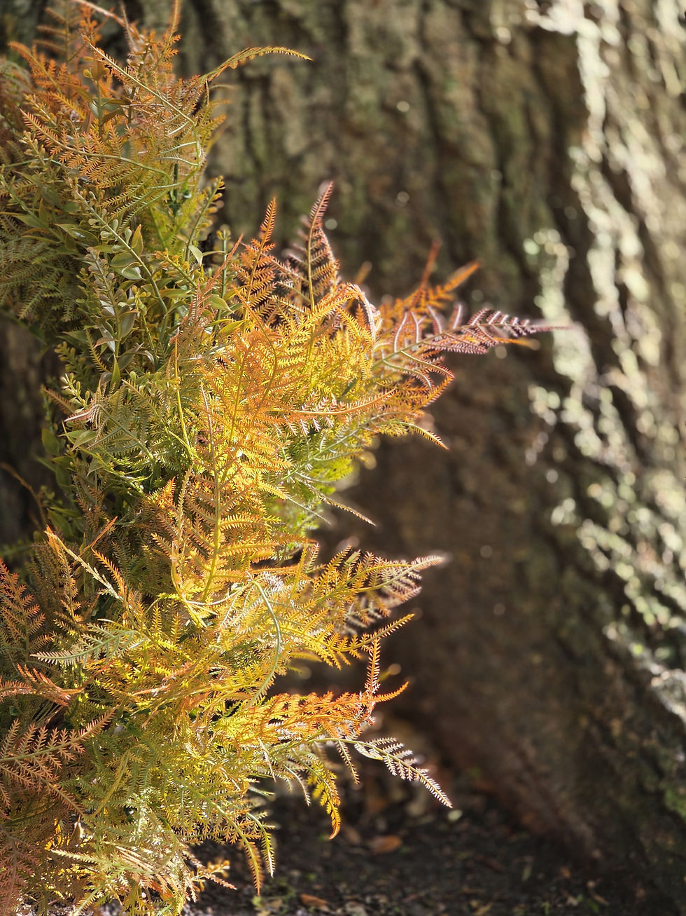 Thumbnail: Fern & Wild Wreath