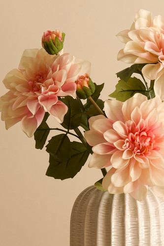 Long Stem Dahlia,Soft Pink Peach | Fern & Wild