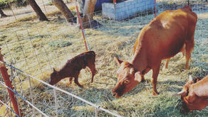 Calf-Sharing 2.0