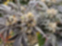 IMG_0218.jpeg
