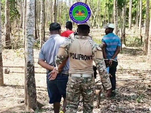 Déforestation illégale : un réseau démantelé à Ouanaminthe