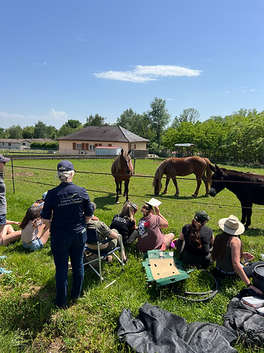 stage Rachael draaisma, signaux d'apaisement