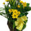 Thumbnail: Combination Planters