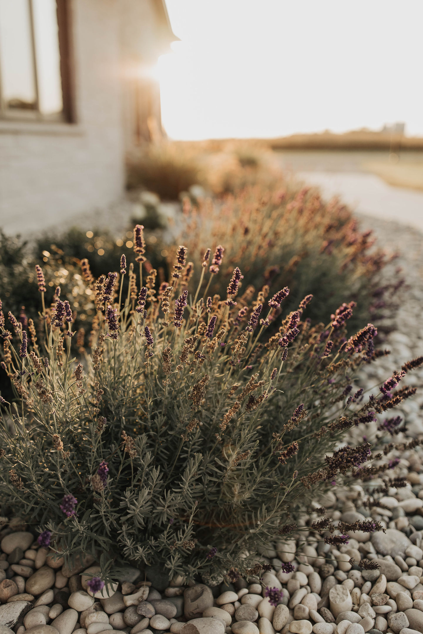 Close-up of a diverse garden bed with florals, bushes, and rocks—part of a modern planting design by WaveScapes Design.
