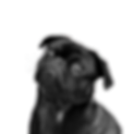 dog.png