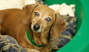 Dog for Options services page.jpeg