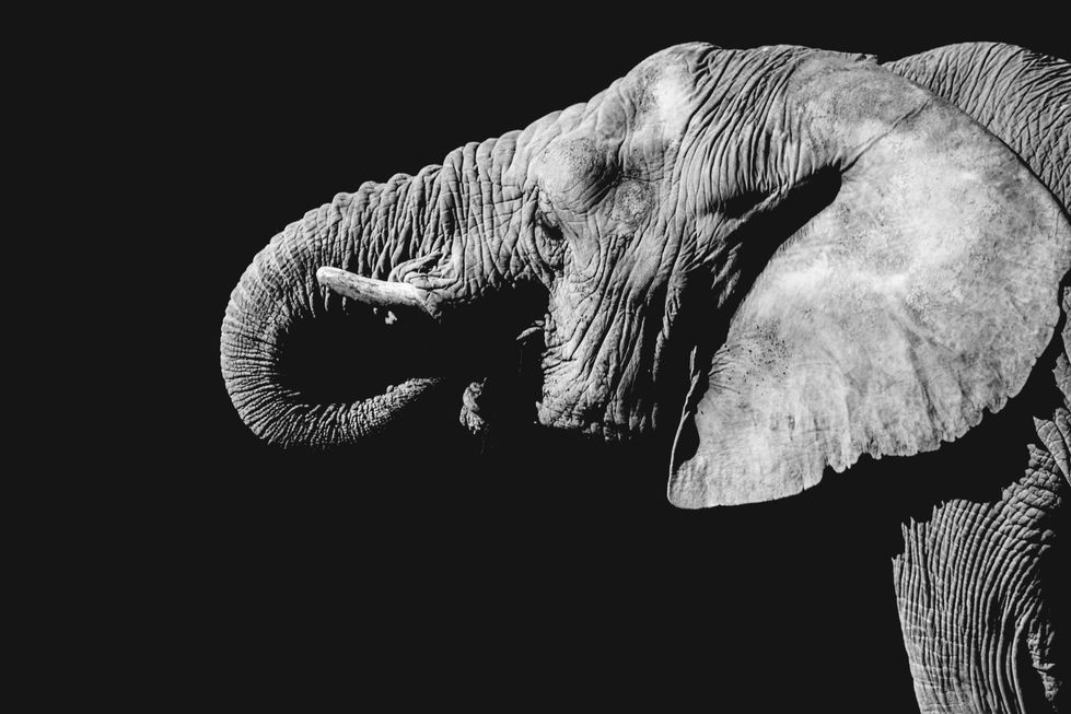 elephant´s memory