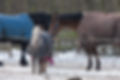 Three Horses wearing blankets in wintert