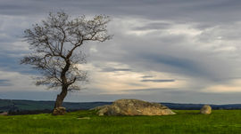 Tree By The Rock_72.jpg