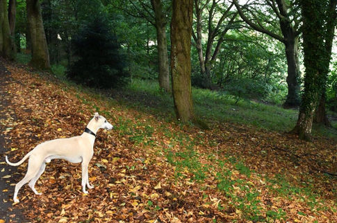 Dog Walking Hackney