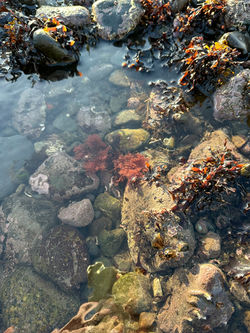 Rock Pool